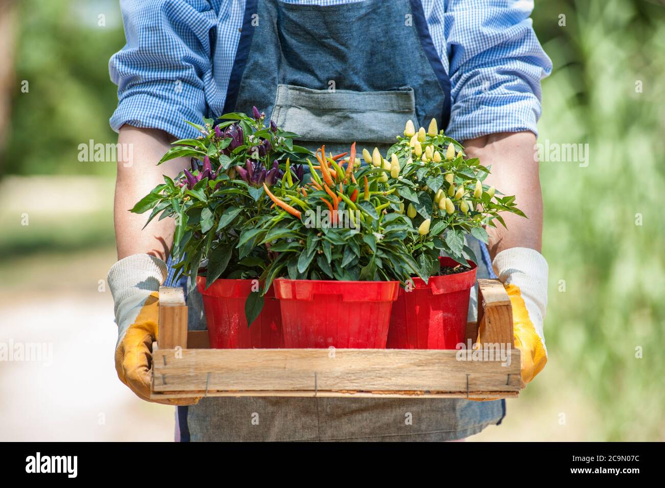 Farmer shows a box full of peppers variety. Red, white, purple chilli. Stock Photo