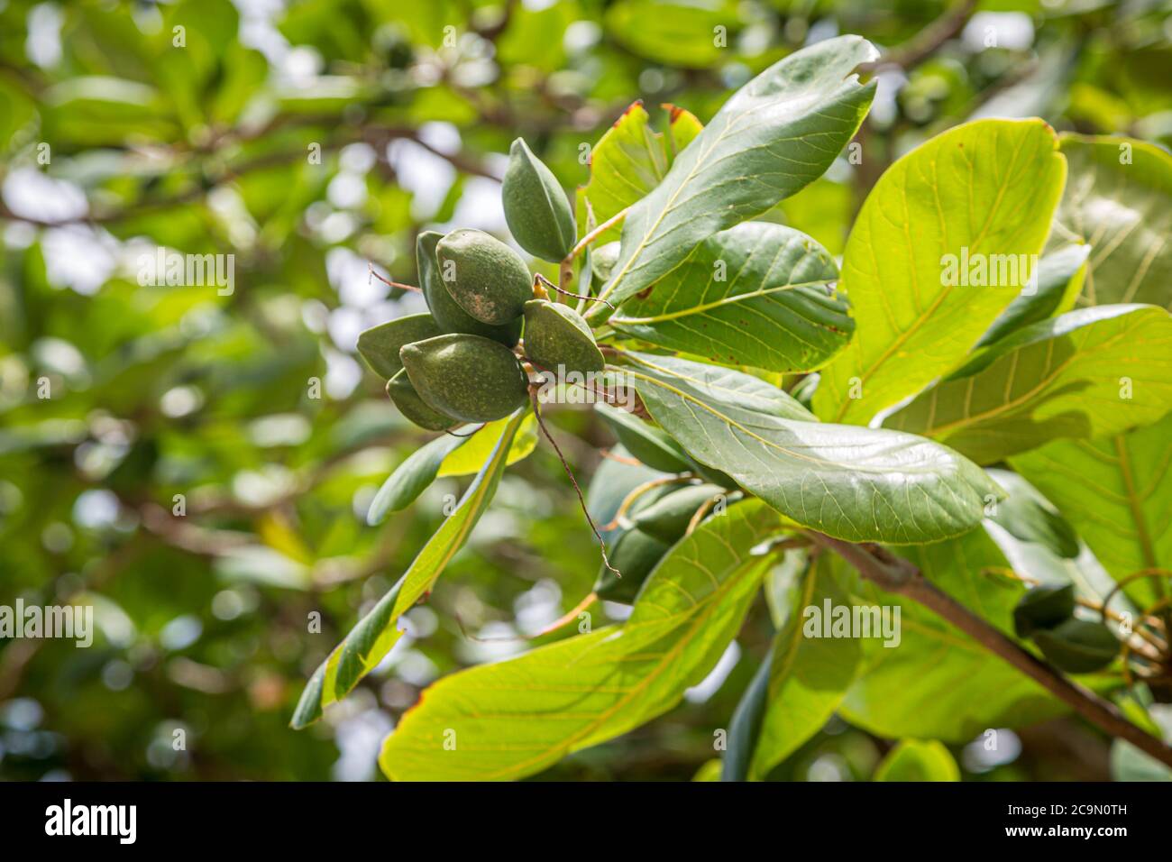 A Tropical Almond Tree on the Island of Barbados, with a Shallow Depth of Field Stock Photo