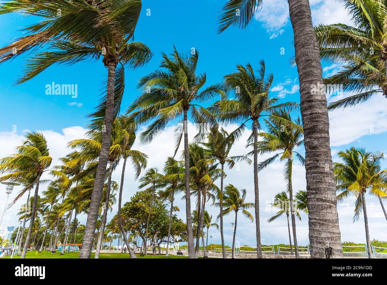 Palm trees in Miami Beach. Southern Florida, USA Stock Photo Alamy