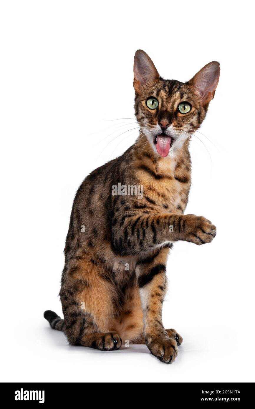 Funny F6 Savannah Cat Sitting Up Straight Facing Front Looking At Camera With Green Eyes One Paw High In Air And Tongue Far Out Isolated On White B Stock Photo Alamy