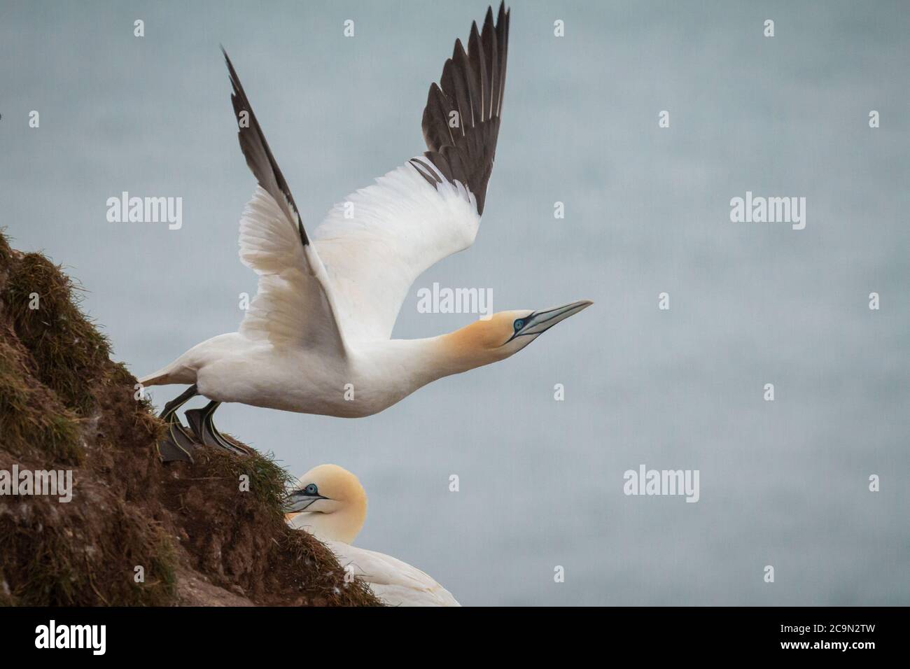 Gannets (Morus bassanus) before they take off the cliff put their heads high then lift their wings and glide off the cliff, demonstrated at Bempton in Yorkshire Stock Photo
