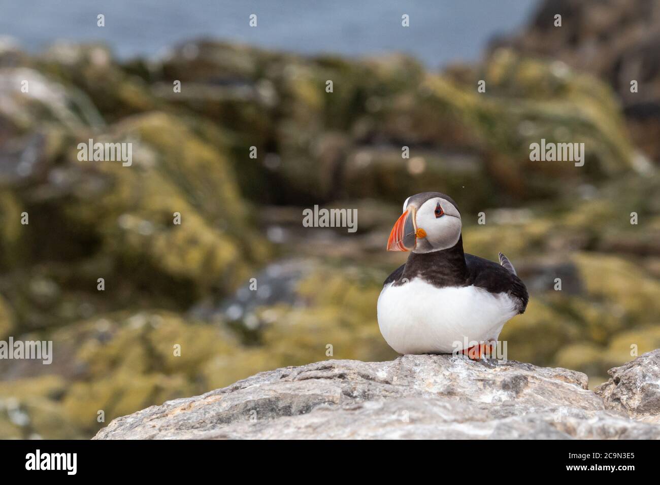 The adult puffin (Fratercula arctica) sits and waits on the white rocks near the algae covered sea shore on the Farne Islands Stock Photo