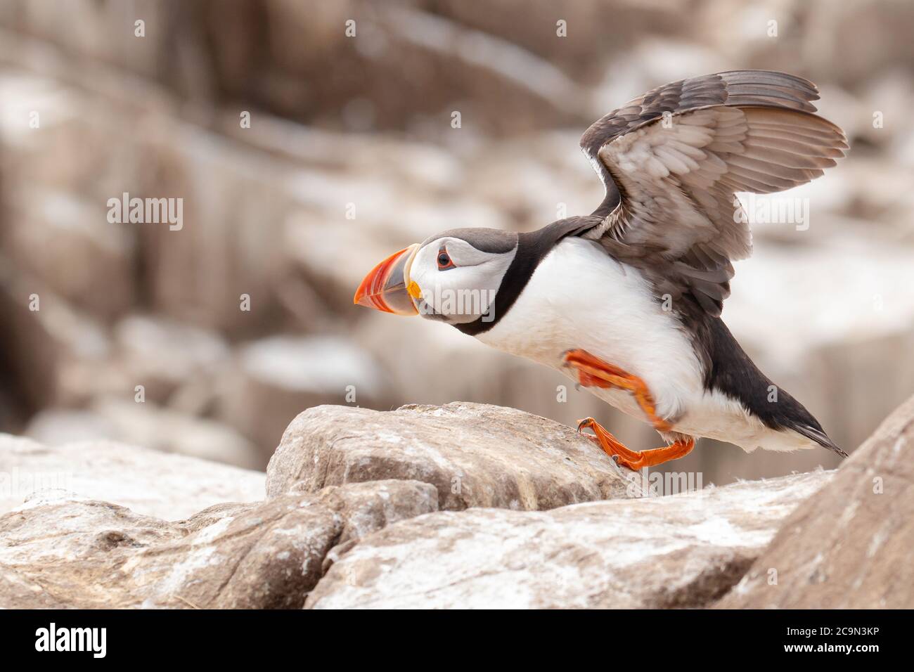 Side on shot of a puffin (Fratercula arctica) trying to land on the rocks after flying in in the strong wind Stock Photo