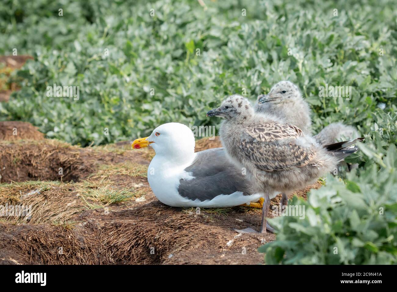 Herring gull young parent hires stock photography and images Alamy