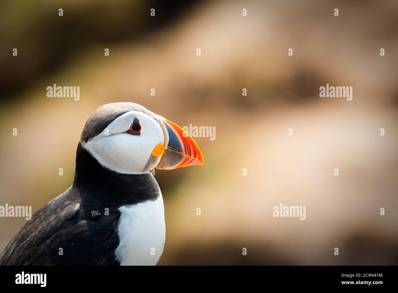 Headshot of a puffin (Fratercula arctica) looking across showing the vivid colours of its beak as it sits in the Summer sun Stock Photo