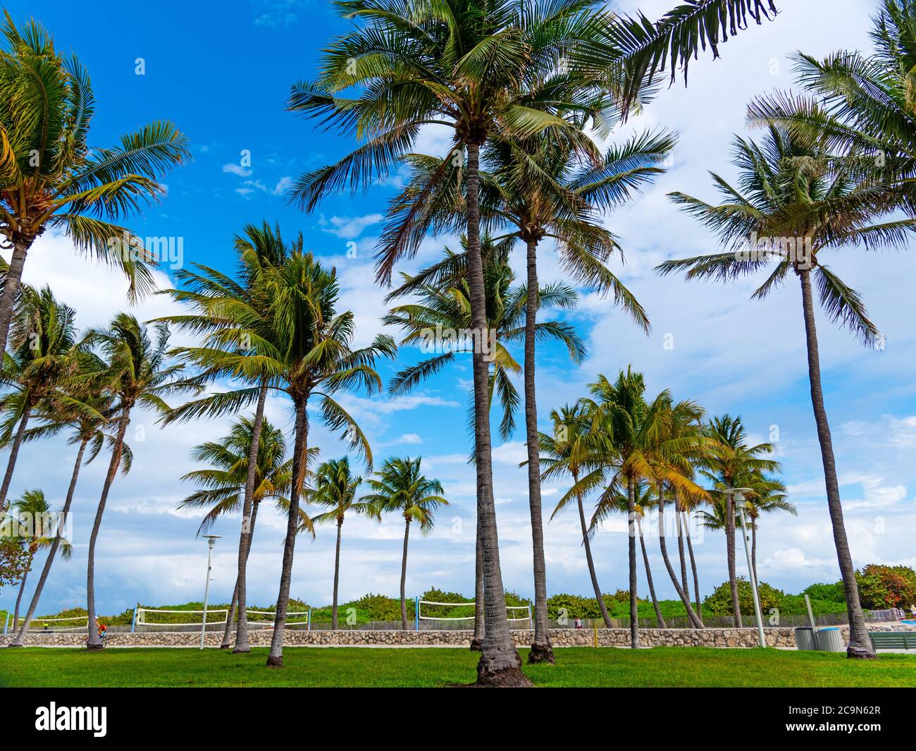 Coconut palm trees in Lummus Park, Miami Beach Stock Photo