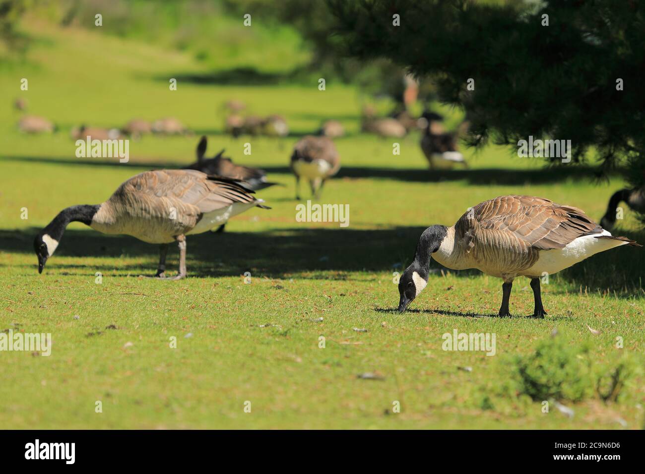 Canada geese eating grass hi-res stock photography and images - Alamy