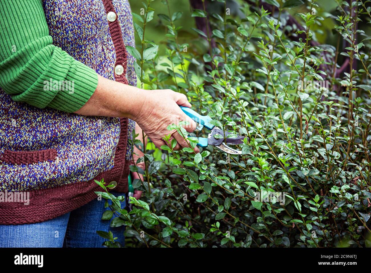 Close up of elderly woman hands trimming a hedge. Stock Photo