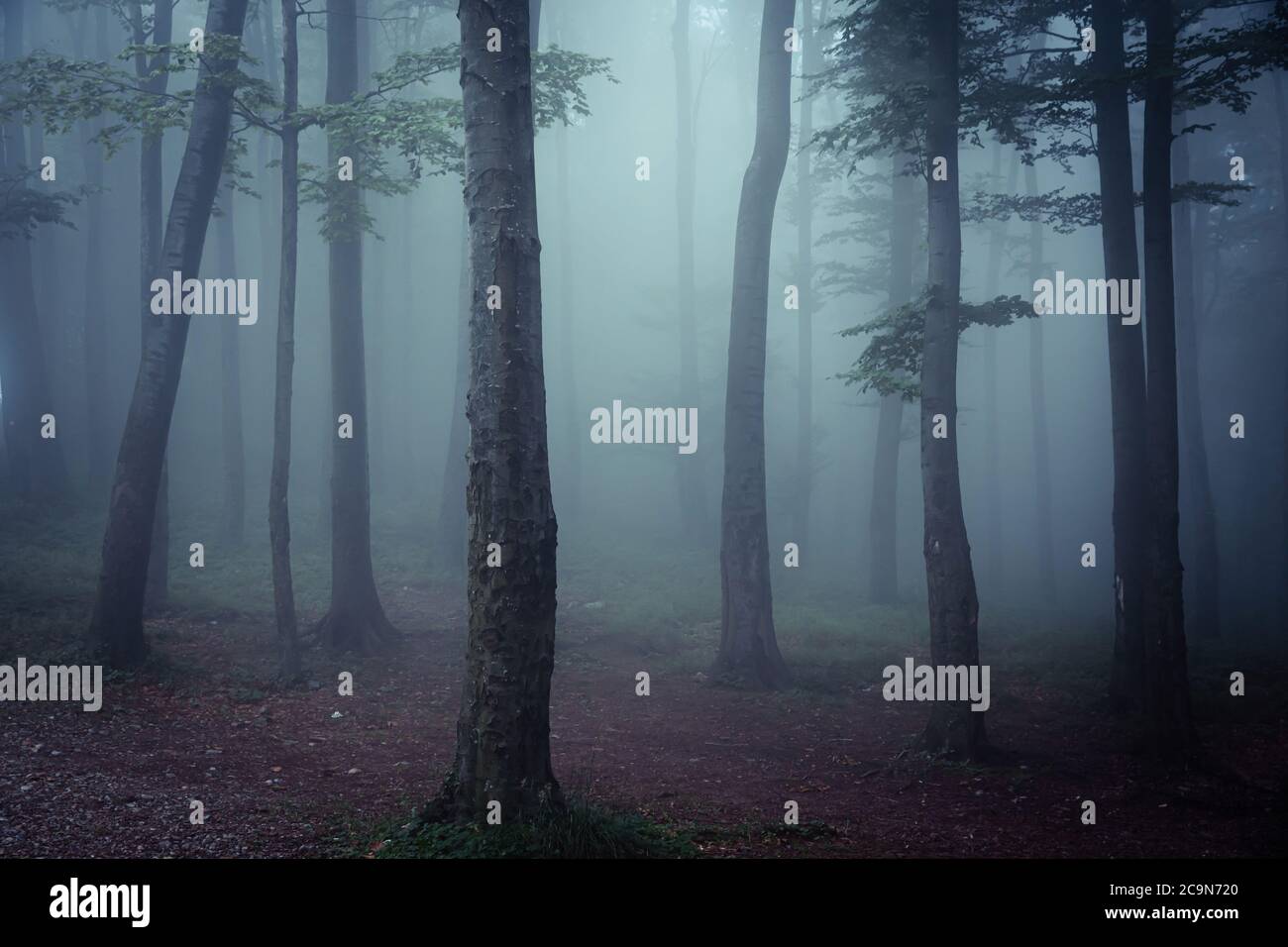 Forest landscape with tree trunks, green leaves, and deep mist, early in the morning. Stock Photo