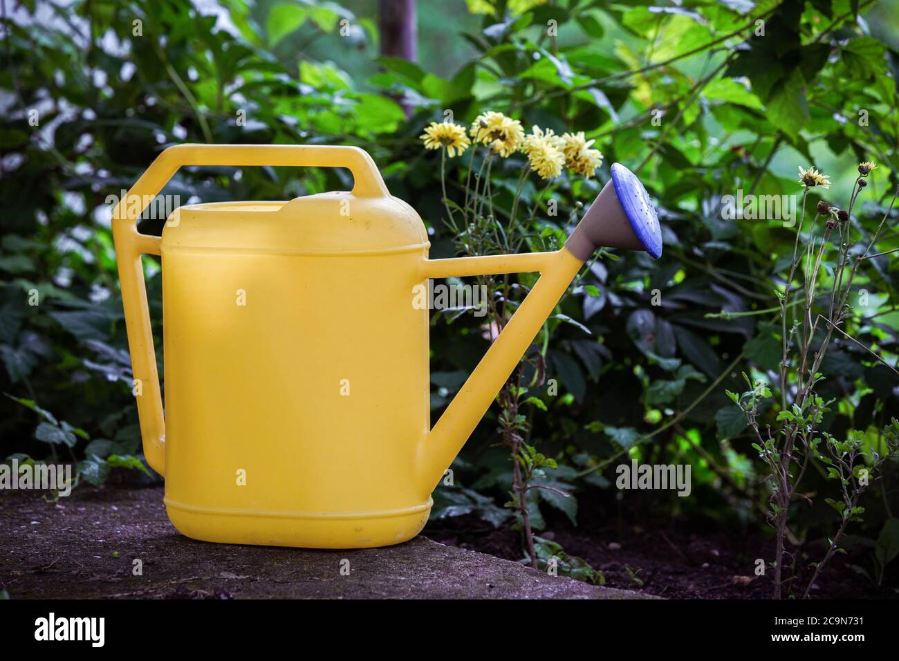 Close up of yellow, water gardening bucket inside the garden Stock Photo -  Alamy