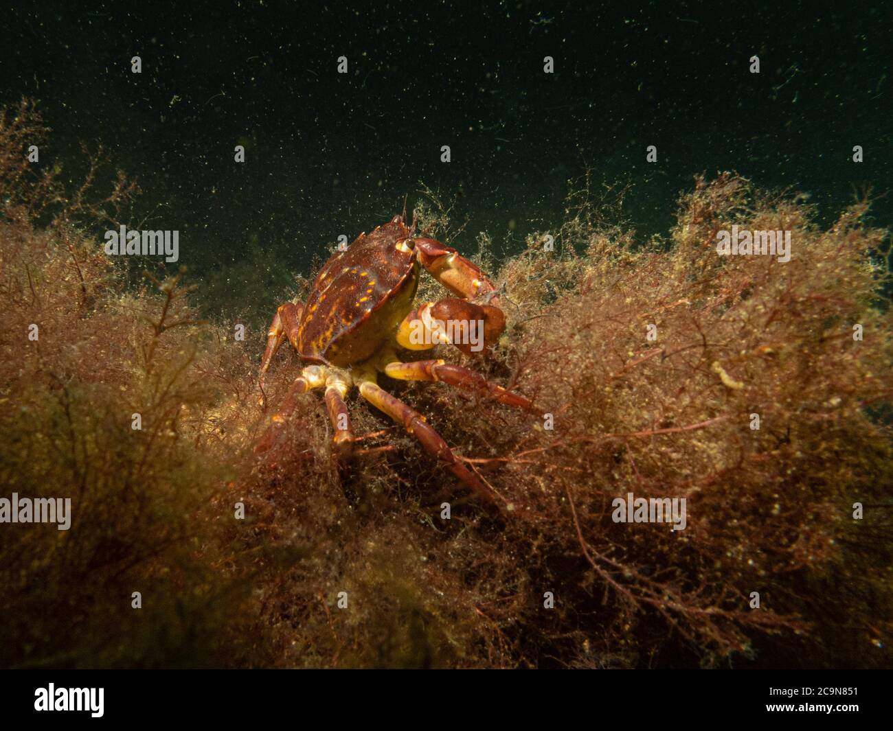A closeup underwater picture of a crab taking shelter in seaweed. Picture from Oresund, Malmo in southern Sweden. Stock Photo