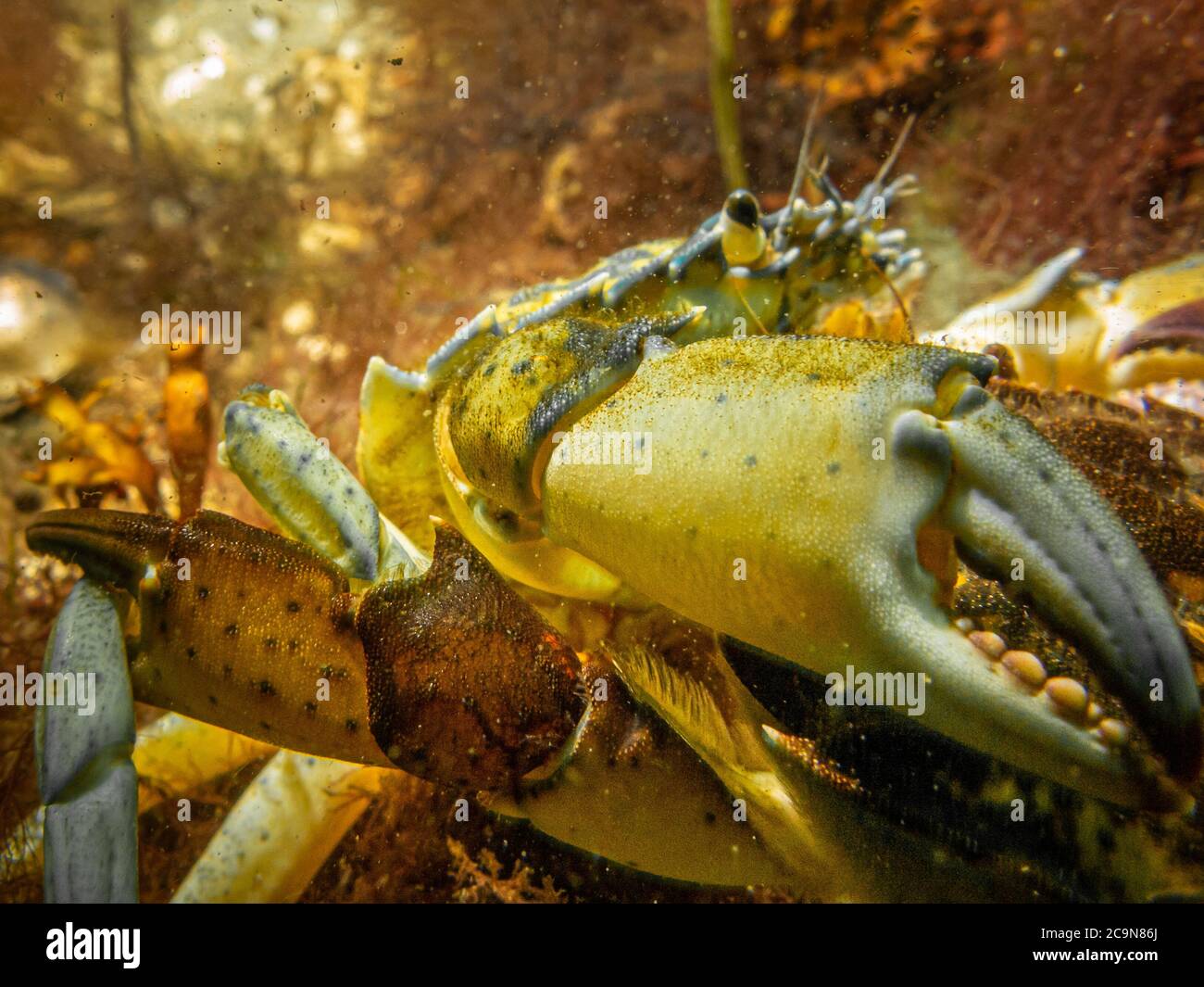 A closeup underwater picture of a crab almost pinching the camera with its huge claw. Picture from Oresund, Malmo in southern Sweden. Stock Photo