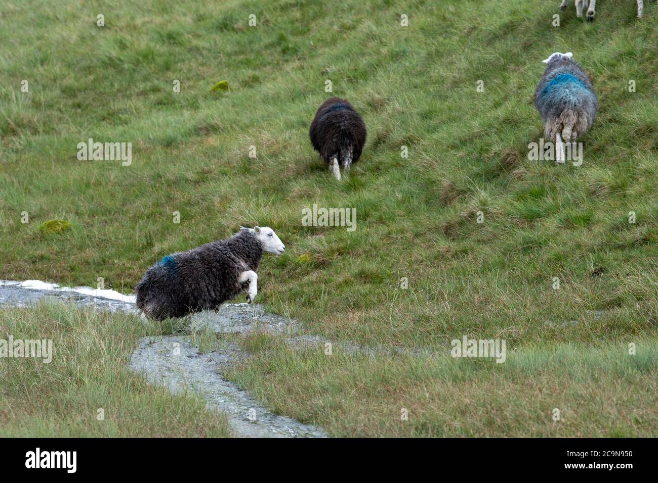 Herdwick sheep jumping over a small stream, on moorland in the Lake District National Park, Cumbria, UK. Stock Photo
