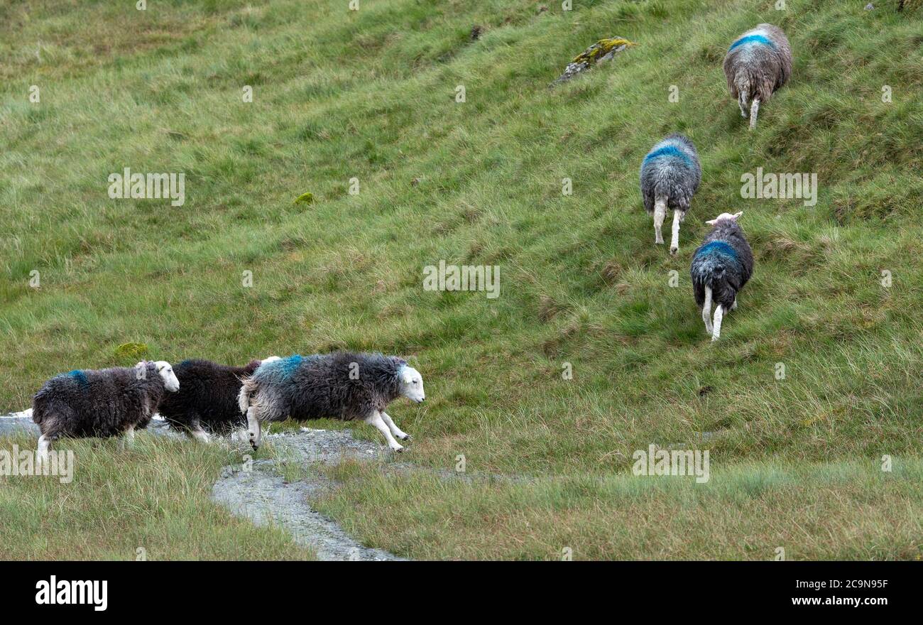 Herdwick sheep jumping over a small stream, on moorland in the Lake District National Park, Cumbria, UK. Stock Photo