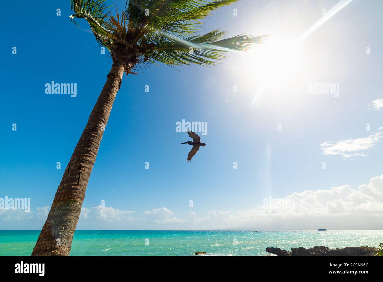 Pelican Flying Over Bas Du Fort Shore In Guadeloupe French West Indies pelican-flying-over-bas-du-fort-shore-in-guadeloupe-french-west-indies