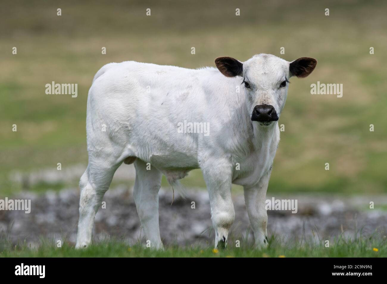 British White cattle grazing in upland pasture Stock Photo