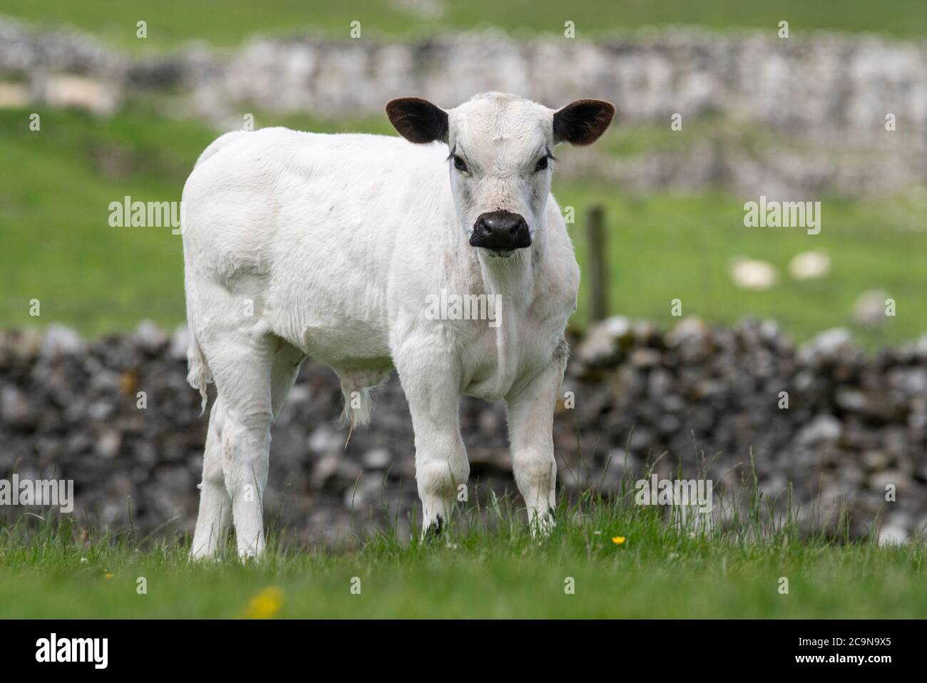 British White cattle grazing in upland pasture Stock Photo