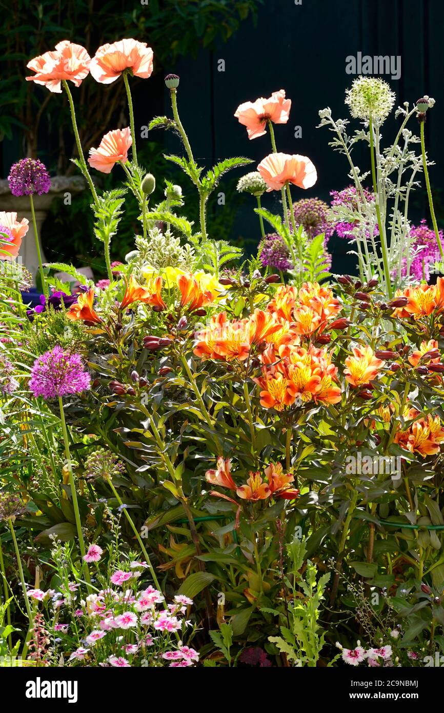 Colourful summer perennials in flower in cottage back garden mixture of oriental poppies alliums alstroemeria dianthus plants Essex England UK Stock Photo