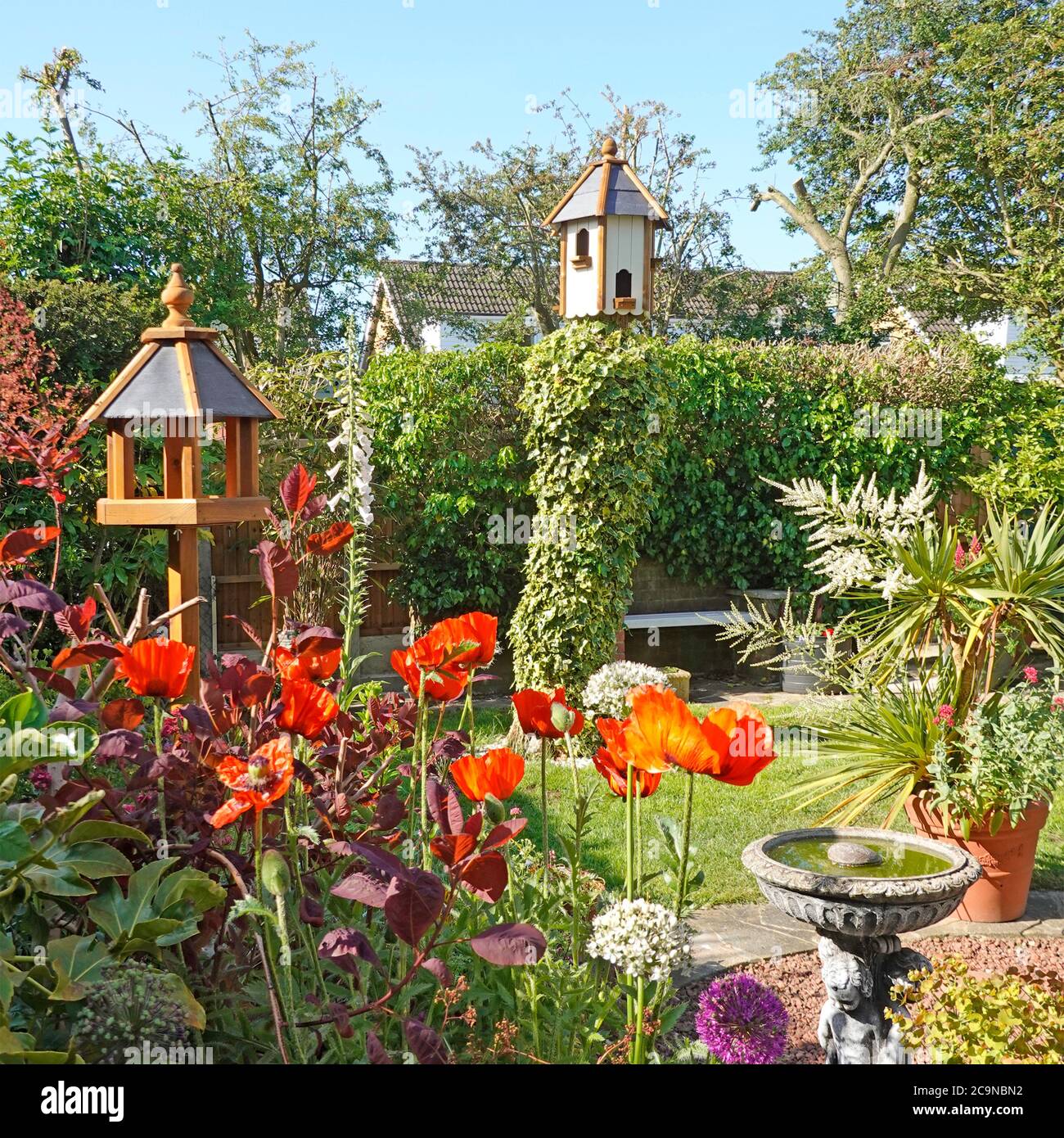 English summer country cottage back garden mixture perennials Oriental Poppies Alliums Alstroemeria Dianthus & Cordyline plants in flower England UK Stock Photo