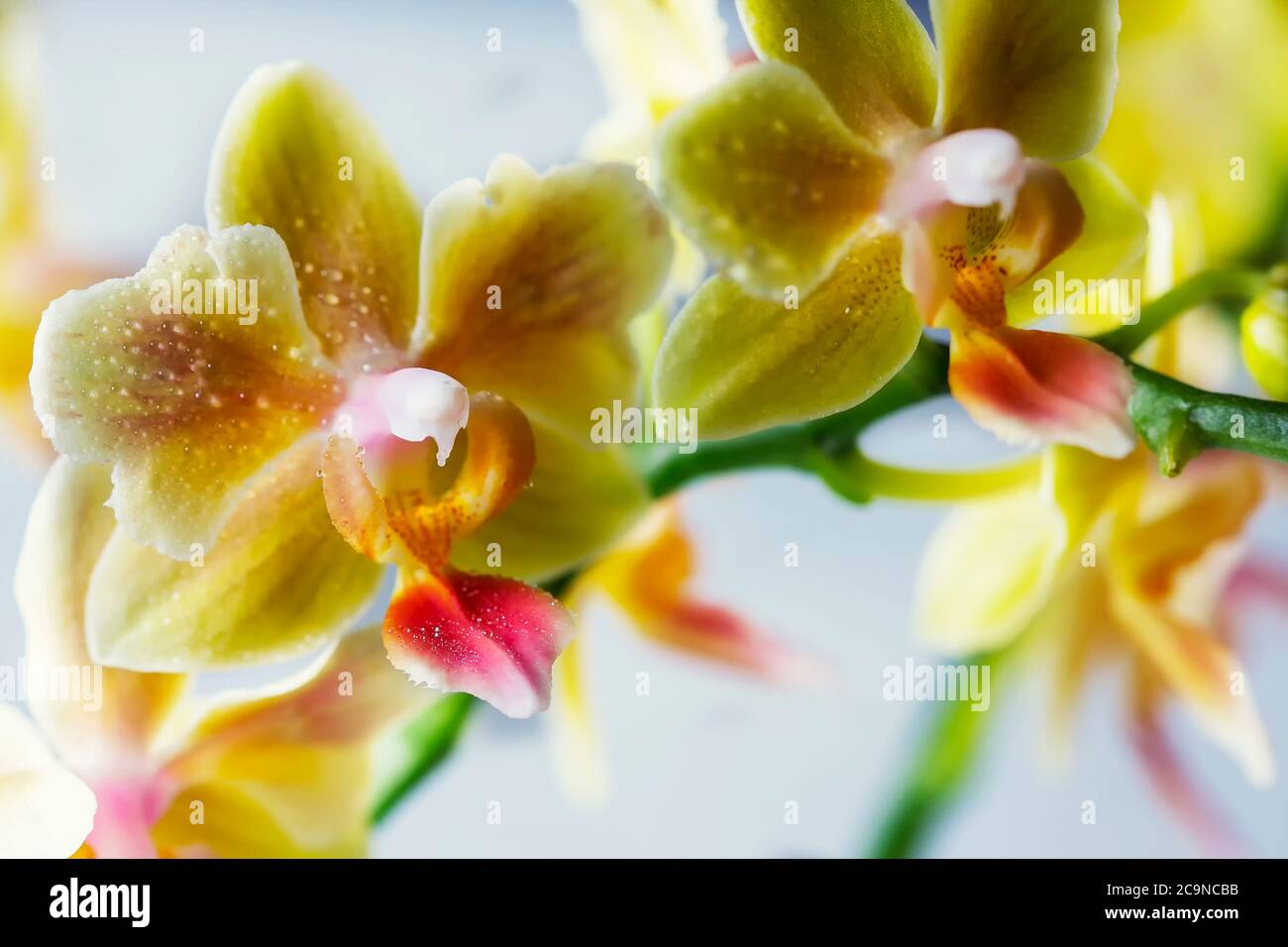 Phalaenopsis hybrid. Beautiful varietal rare orchid. Macro photography with selective focus Stock Photo