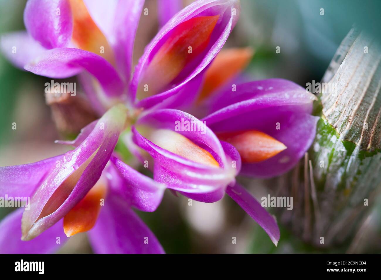 Beautiful orchid flowers Dendrobium, a species of Hibiki. Tropical orchids in full bloom. Selective focus Stock Photo