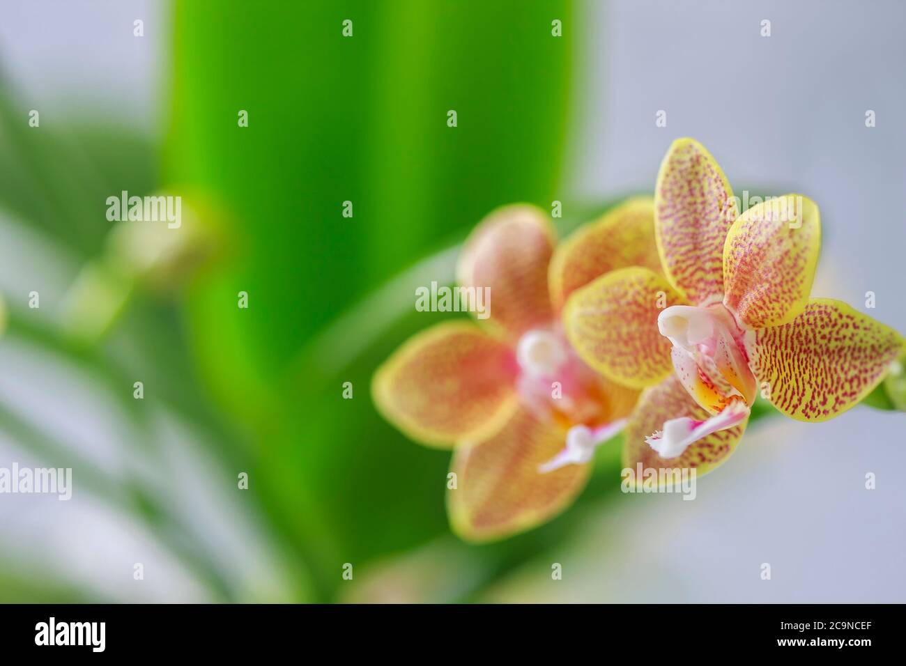 Phalaenopsis hybrid. Beautiful varietal rare orchid. Selective focus Stock Photo