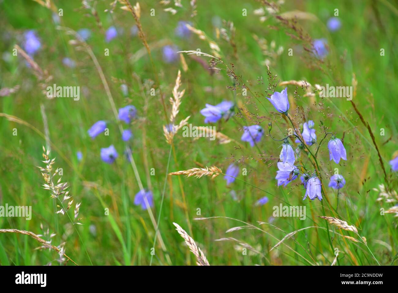 Harebells blowing in the wind Stock Photo