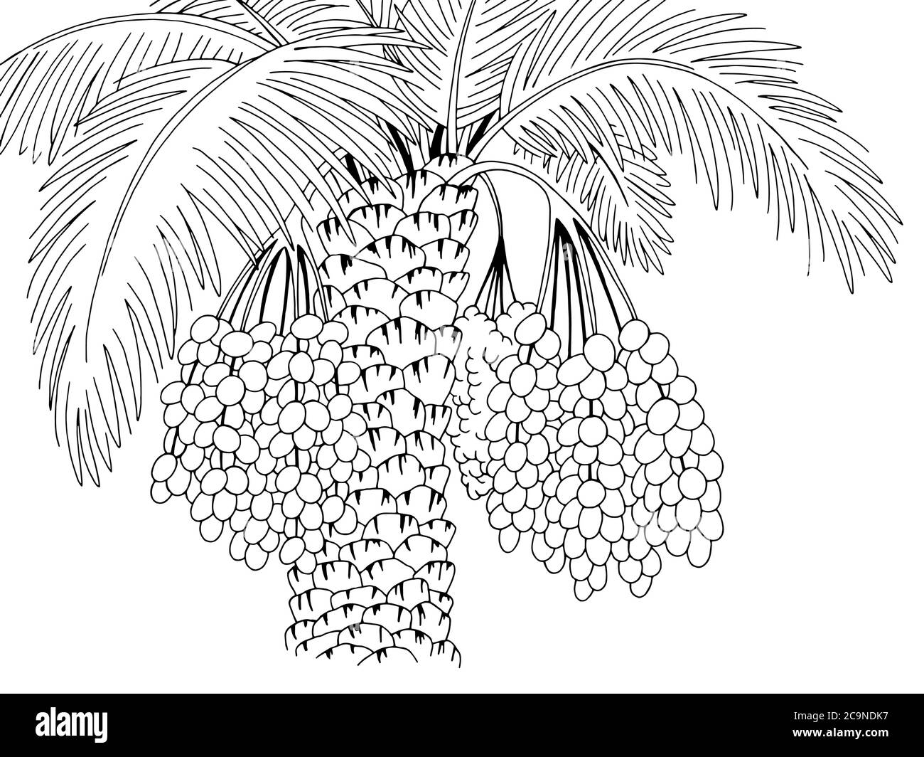 Date palm graphic branch black white sketch illustration vector Stock Vector