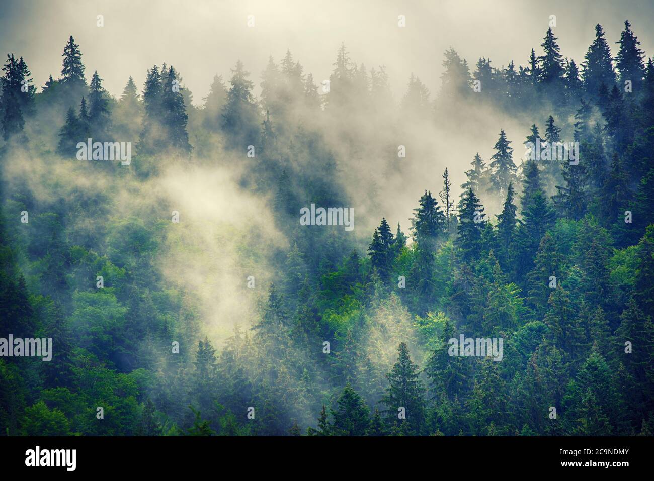 Misty foggy mountain landscape with fir forest and copyspace in vintage ...
