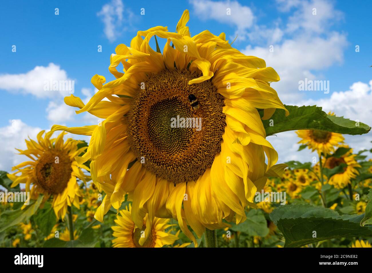 Common Sunflowers growing on a Buckinghamshire farm. Helianthus annuus