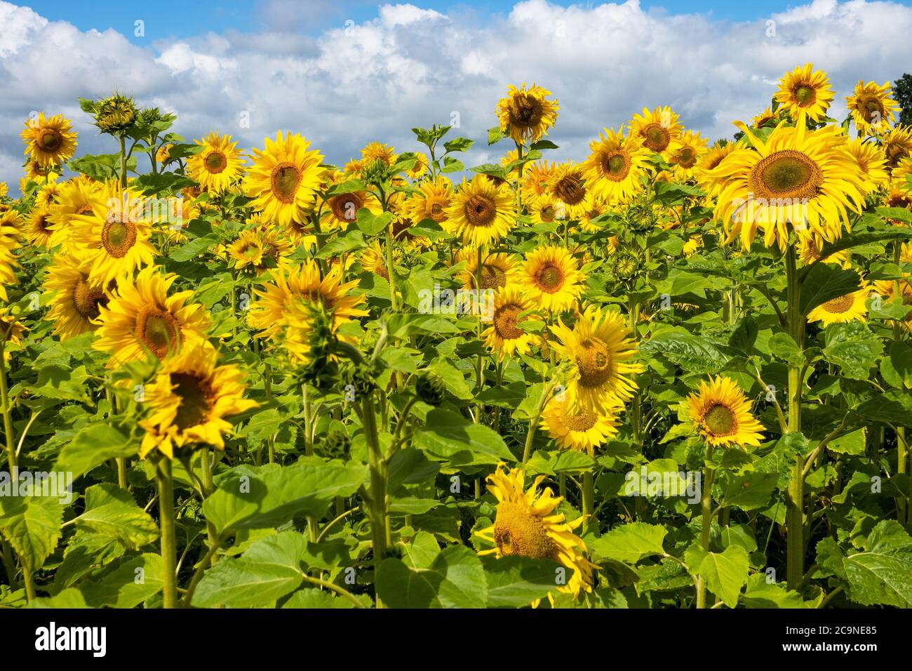 Common Sunflowers growing on a Buckinghamshire farm. Helianthus annuus