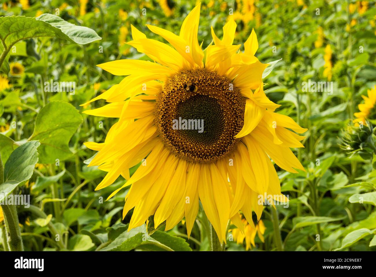 Common Sunflowers growing on a Buckinghamshire farm. Helianthus annuus