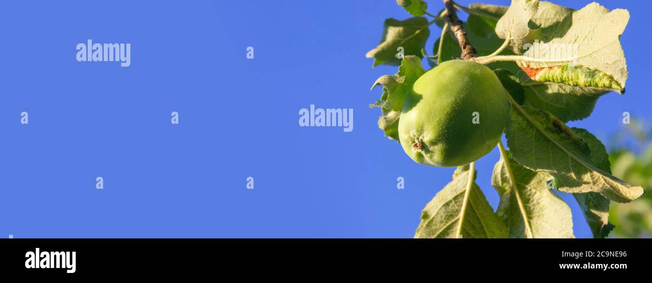 Green apple on the branch on the blue sky background. Agricultural banner. Pests and disease of plant.  Anthracnose and aphids on the leaves. New harv Stock Photo