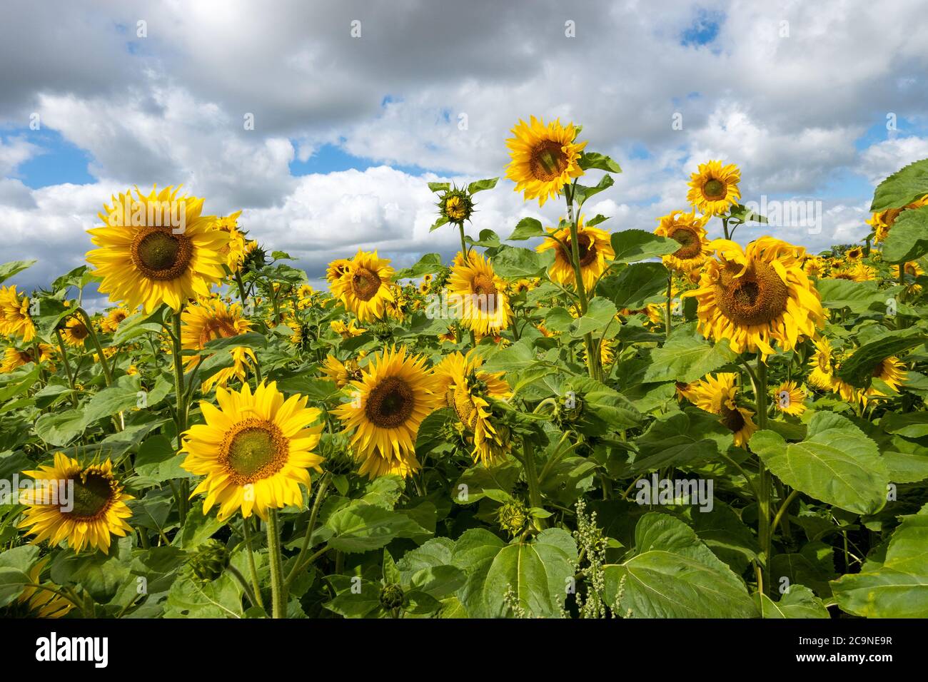 Common Sunflowers growing on a Buckinghamshire farm. Helianthus annuus