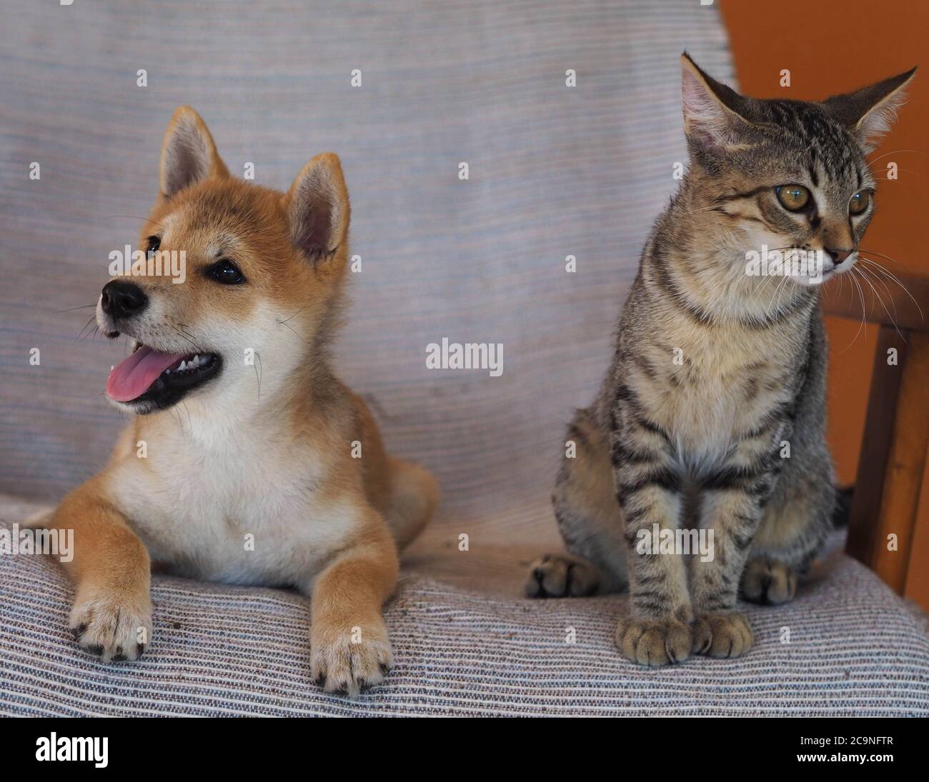 Shiba Inu Puppy And His Friend Striped Kitten Stock Photo Alamy