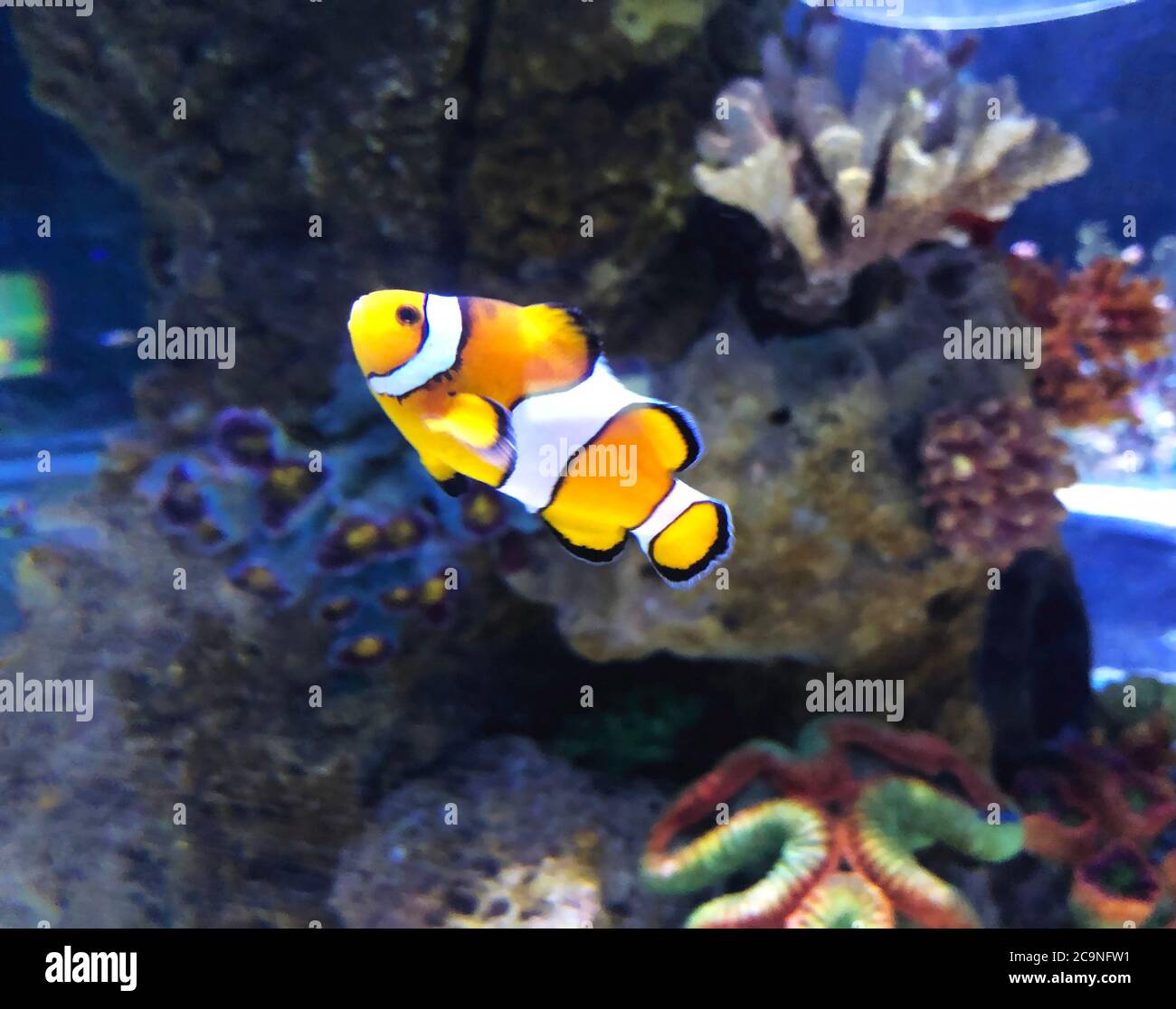 Close up of clown fish hi-res stock photography and images - Alamy