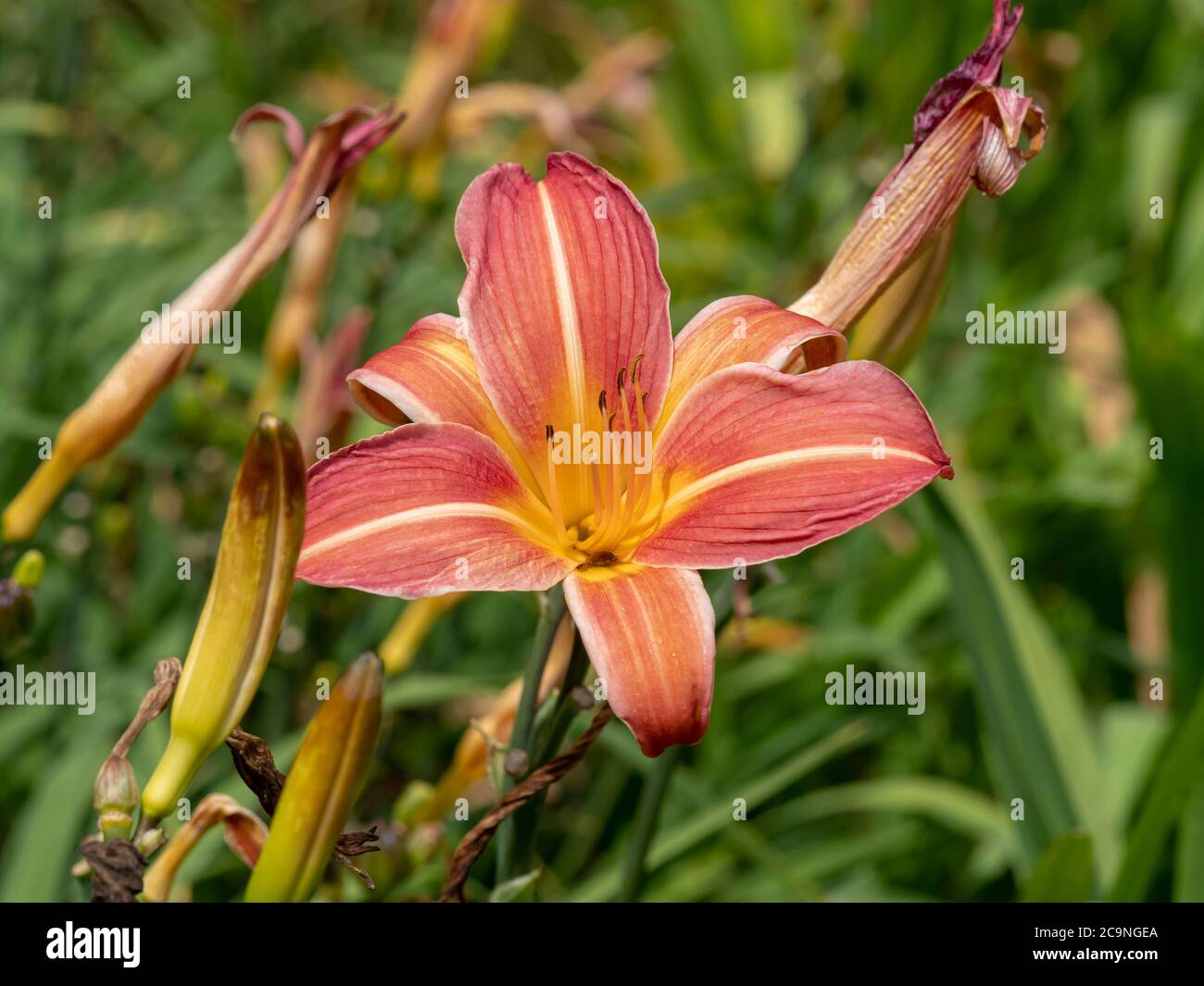 Closeup of a pink and yellow Hemerocallis daylily flower, variety Neyron Rose, in a garden Stock Photo