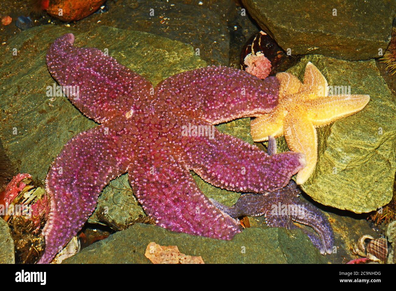 Sea stars or starfish of the Pacific coast Stock Photo