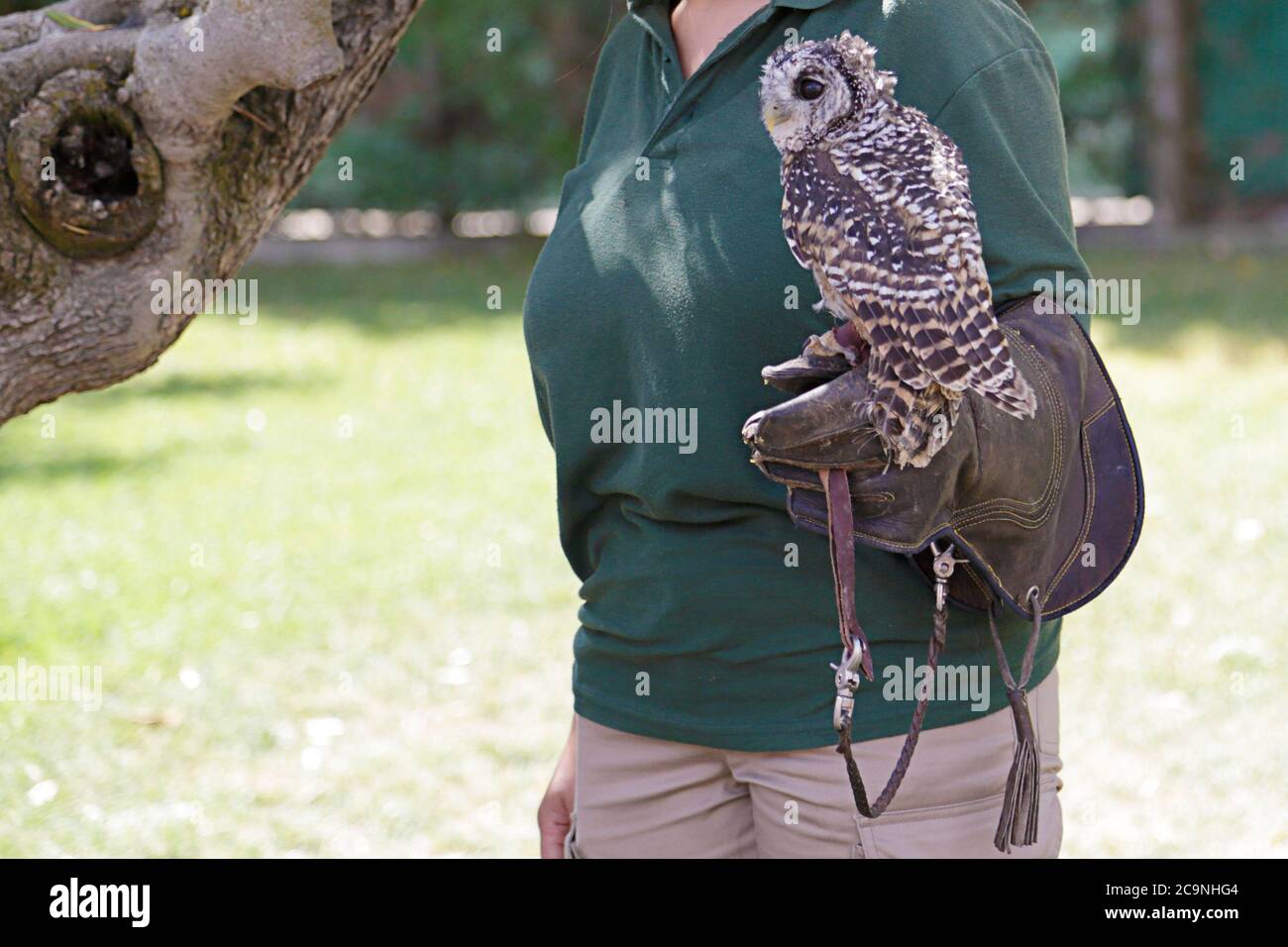 Strix Rufipes Strix rufipes hi-res stock photography and images - Alamy