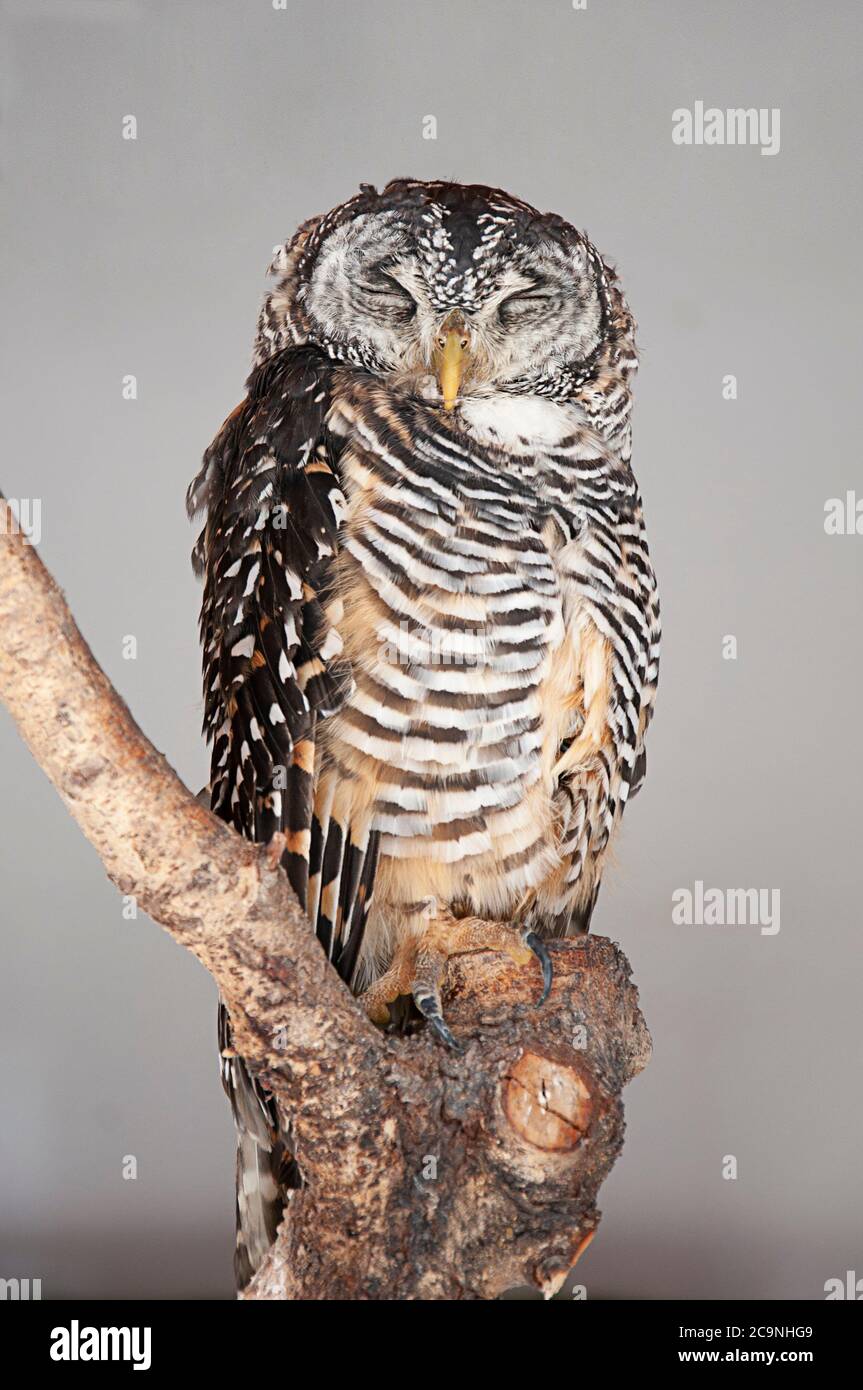 Strix Rufipes Strix Rufipes High Resolution Stock Photography and Images - Alamy