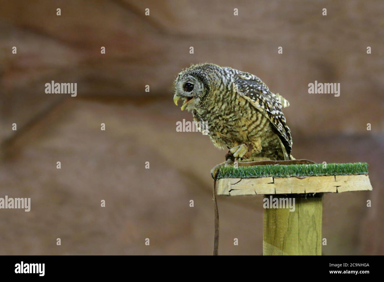 Strix Rufipes Strix Rufipes High Resolution Stock Photography and Images - Alamy