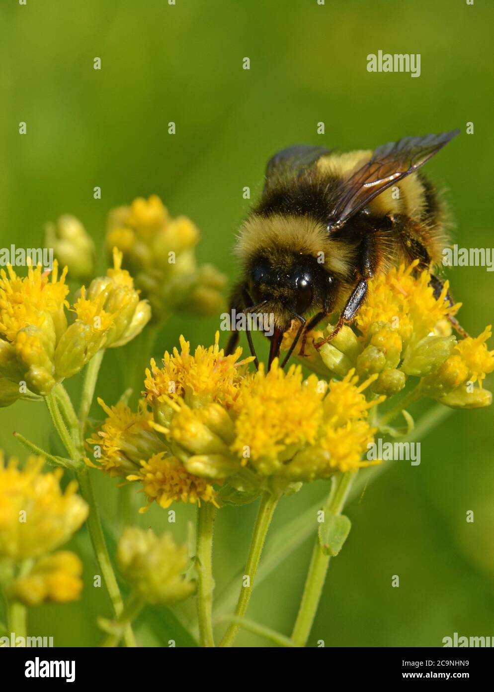 Bumble bee on yellow flower Stock Photo