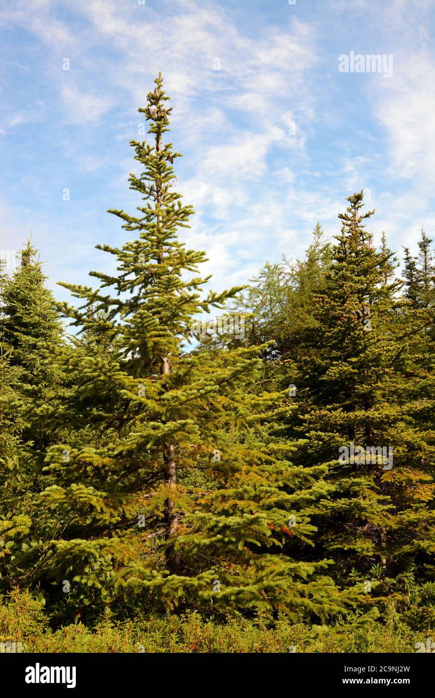 Coniferous forest, tree tops Stock Photo