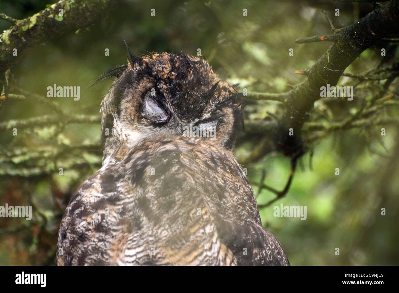 A sleepy Great Horned Owl Stock Photo