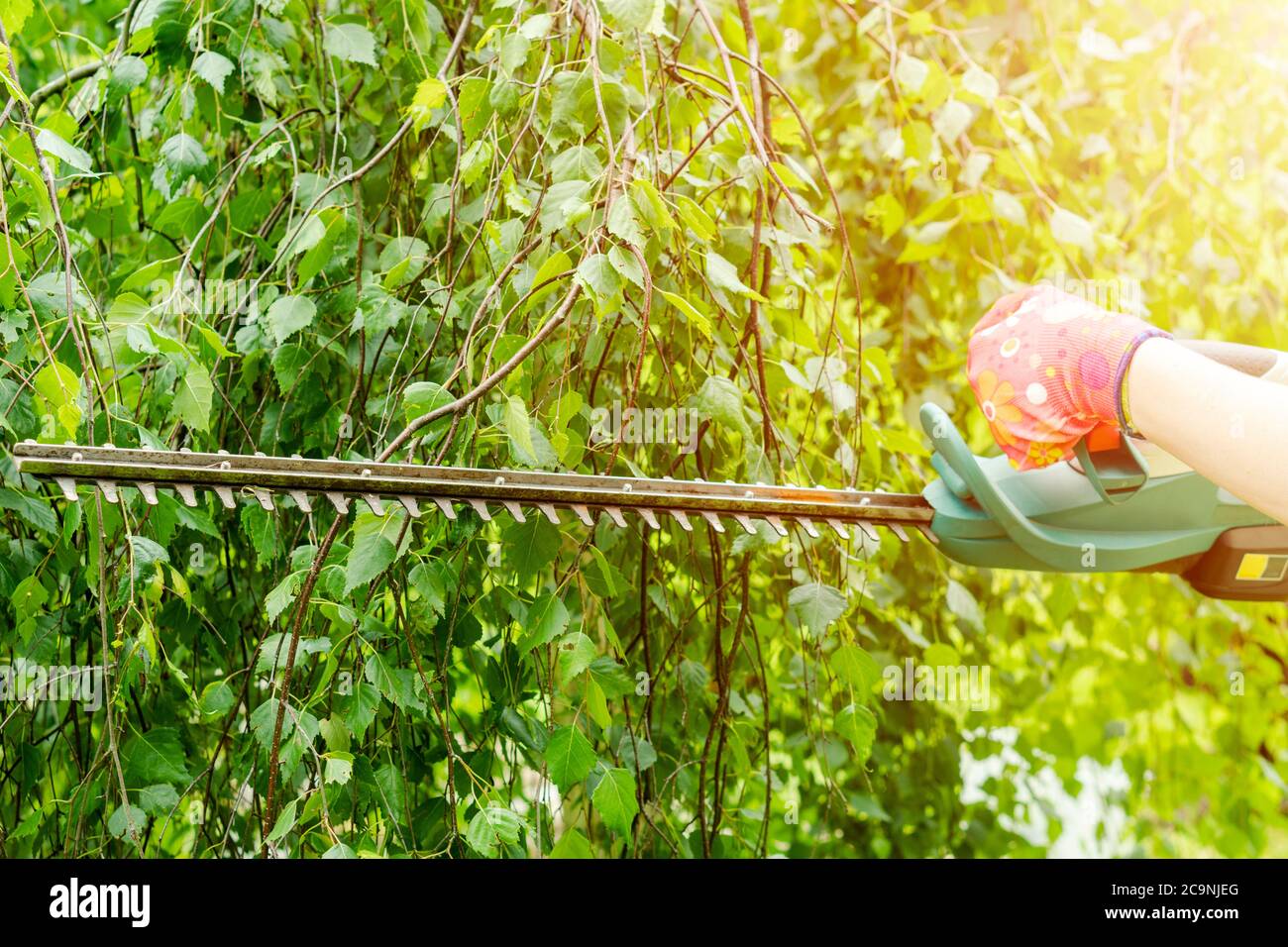 Seasonal pruning trees with pruning shears. Female gardener hand in
