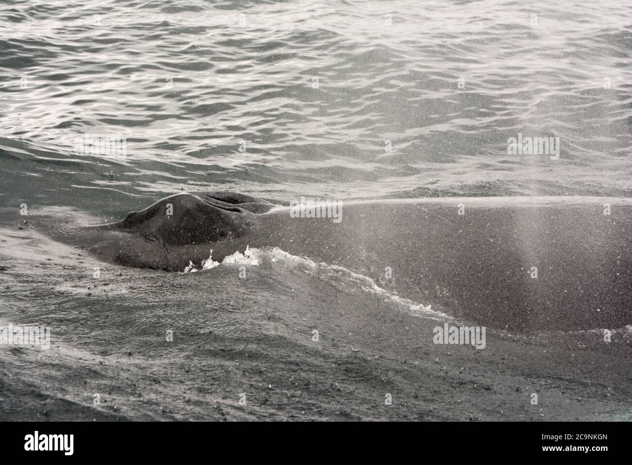 Whale breathing holes Stock Photo Alamy