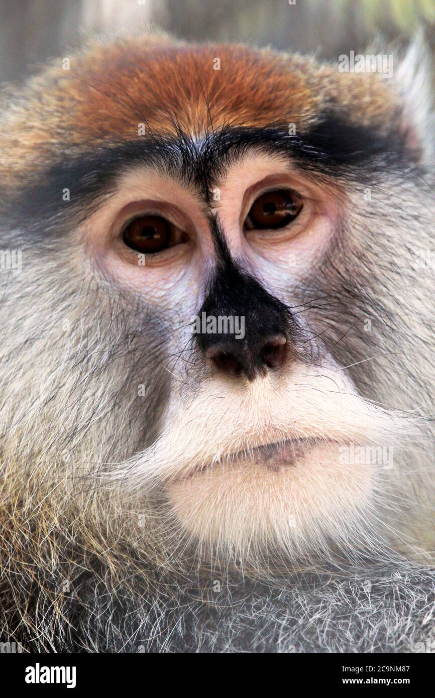 A portrait of a Patas Monkey, Erythrocebus patas. Popcorn Park Zoo