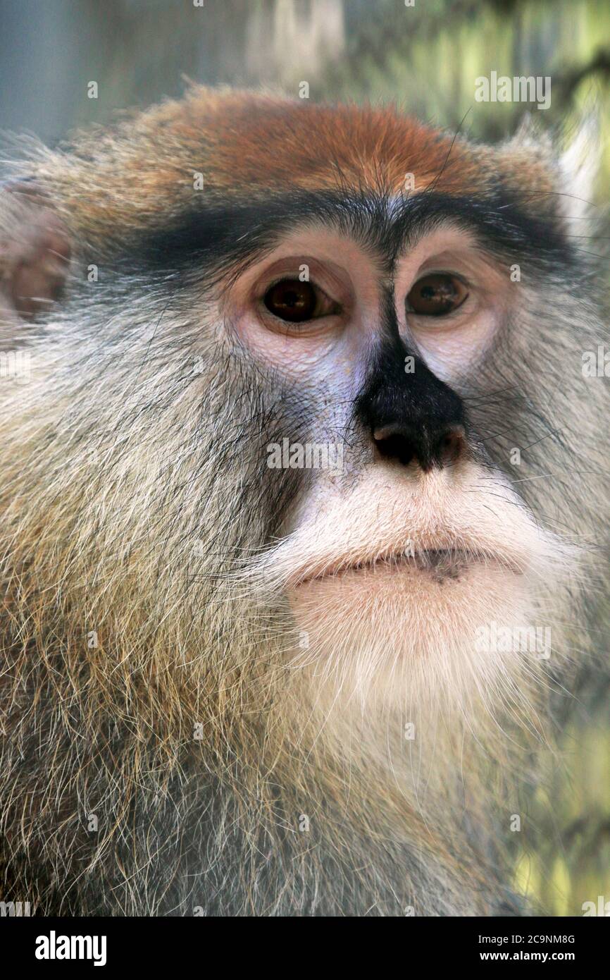A portrait of a Patas Monkey, Erythrocebus patas. Popcorn Park Zoo
