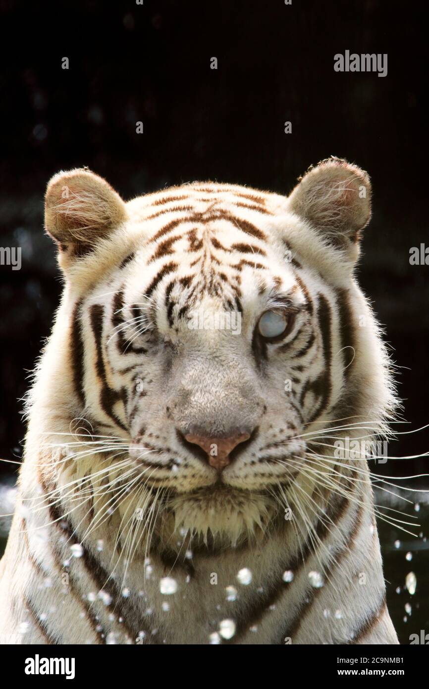 A blind White Bengal Tiger enjoying the water at Popcorn Park Zoo, Forked River, New Jersey, USA. Stock Photo