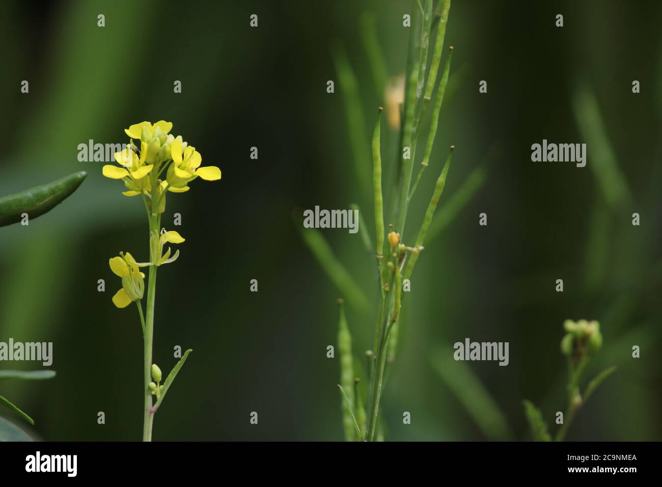 Mustard flower - Yellow flower and bee Stock Photo